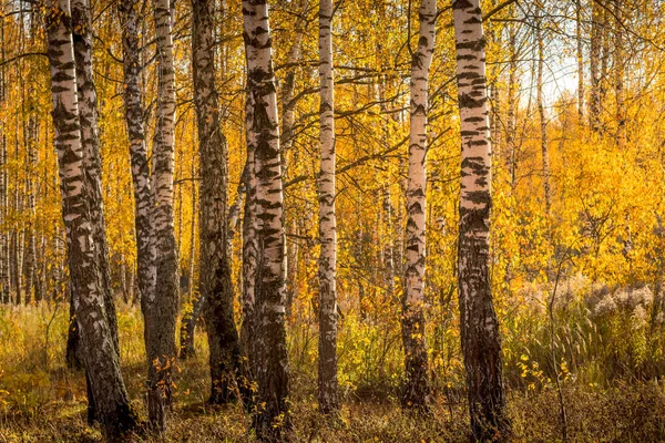 Nyírfa erdő egy napfényes, arany őszi napon. — Stock Fotó