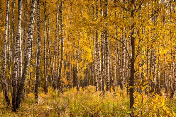 Floresta de bétula em um dia de outono dourado ensolarado . — Fotografia de Stock