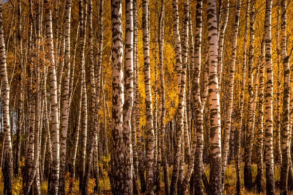 Bosque de abedul en un soleado día dorado de otoño . —  Fotos de Stock