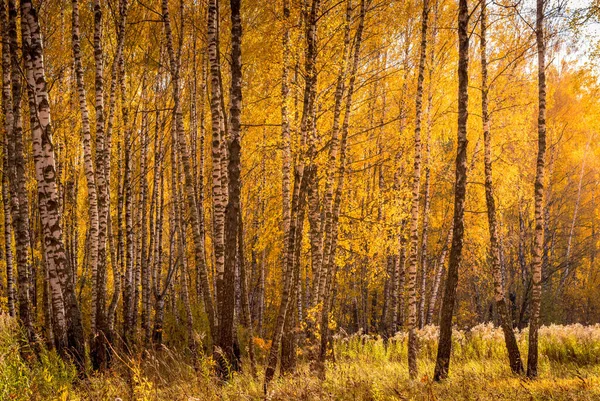 Floresta de bétula em um dia de outono dourado ensolarado . — Fotografia de Stock