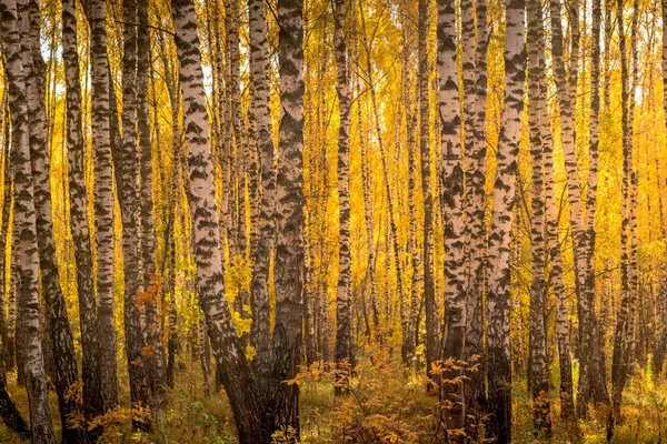 Floresta de bétula em um dia de outono dourado ensolarado . — Fotografia de Stock