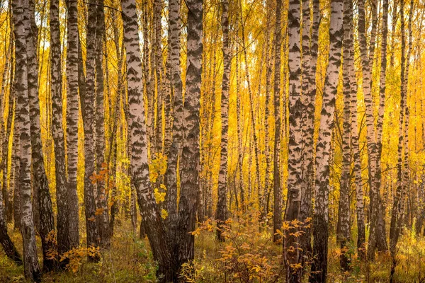 Birch Ormanı güneşli bir altın sonbahar gününde. — Stok fotoğraf