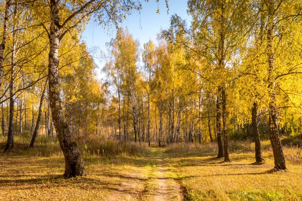 Bosque de abedul en un soleado día dorado de otoño . — Foto de Stock