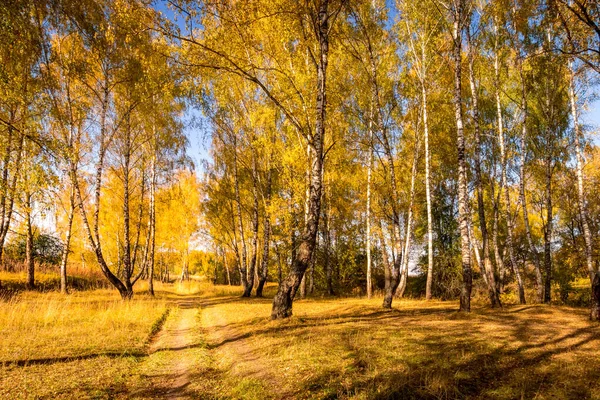 Floresta de bétula em um dia de outono dourado ensolarado . — Fotografia de Stock