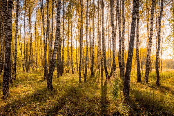 Foresta di betulle in una soleggiata giornata d'autunno dorato . — Foto Stock