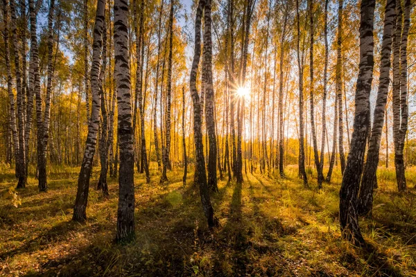 Floresta de bétula em um dia de outono dourado ensolarado . — Fotografia de Stock