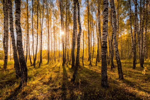 Berkenbos in een zonnige gouden herfstdag. — Stockfoto