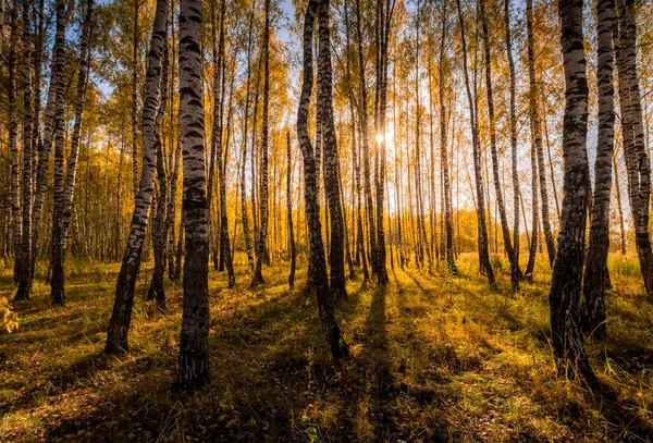 Березовий ліс в сонячний золотий осінній день. — стокове фото