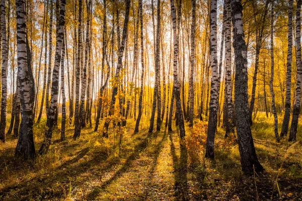 Berkenbos in een zonnige gouden herfstdag. — Stockfoto