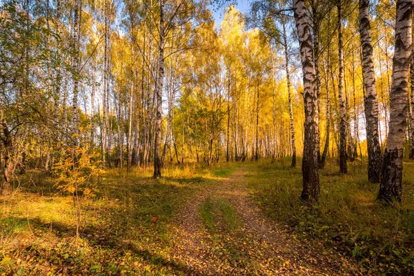 Nyírfa erdő egy napfényes, arany őszi napon. — Stock Fotó