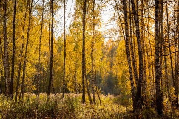 Floresta de bétula em um dia de outono dourado ensolarado . — Fotografia de Stock