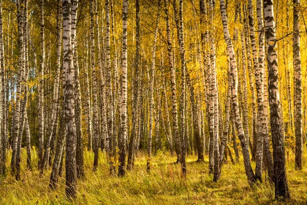 Birch forest in a sunny golden autumn day. — Stock Photo, Image