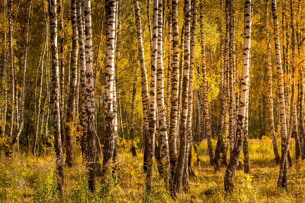 Bosque de abedul en un soleado día dorado de otoño . —  Fotos de Stock