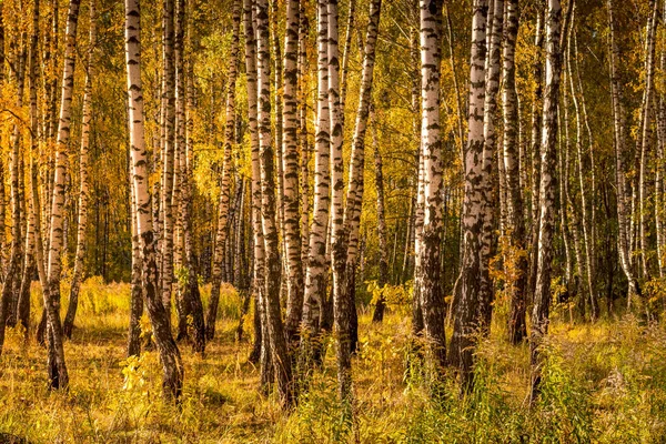 Floresta de bétula em um dia de outono dourado ensolarado . — Fotografia de Stock