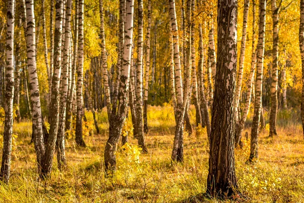 Березовий ліс в сонячний золотий осінній день. — стокове фото