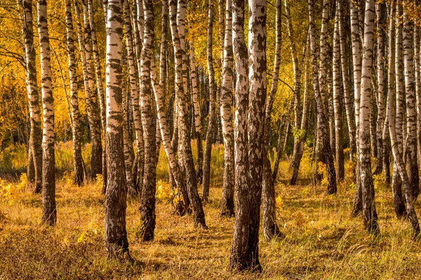 Березовий ліс в сонячний золотий осінній день. — стокове фото