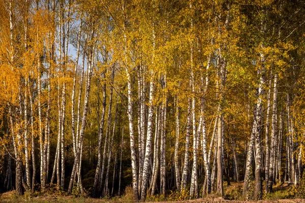 Floresta de bétula em um dia de outono dourado ensolarado . — Fotografia de Stock