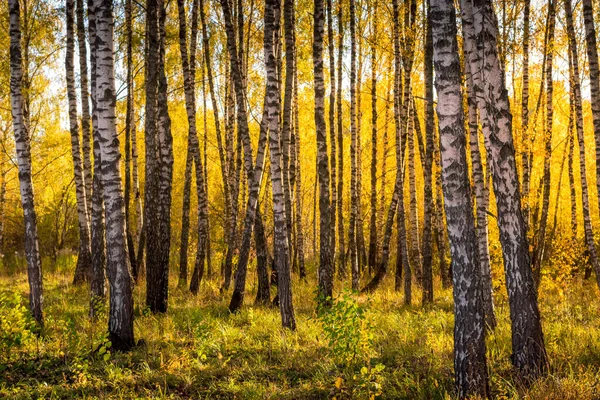 Birch forest in a sunny golden autumn day. — Stock Photo, Image