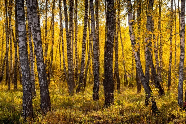 Floresta de bétula em um dia de outono dourado ensolarado . — Fotografia de Stock