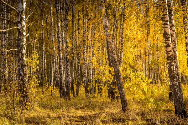 Birch Ormanı güneşli bir altın sonbahar gününde. — Stok fotoğraf