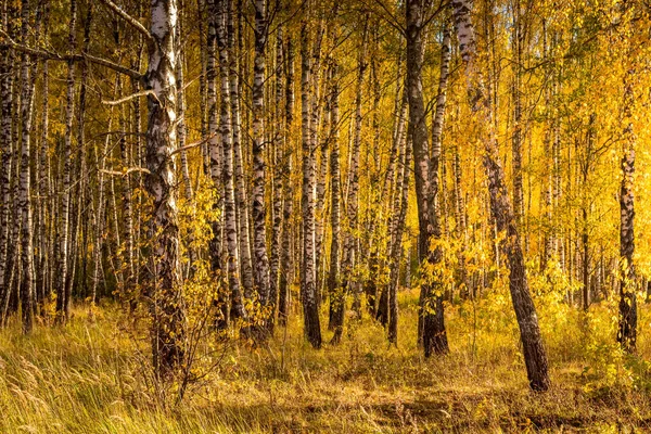 Birch Ormanı güneşli bir altın sonbahar gününde. — Stok fotoğraf