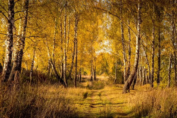 Bosque de abedul en un soleado día dorado de otoño . — Foto de Stock