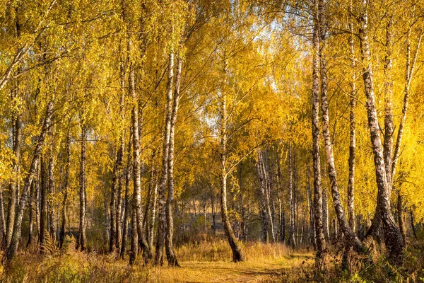 햇볕 이 잘 드는 가을철에 자작나무 숲. — 스톡 사진