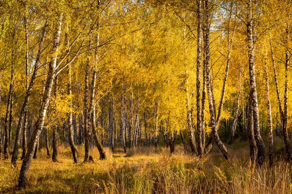 Las brzozowy w słoneczny złoty jesienny dzień. — Zdjęcie stockowe