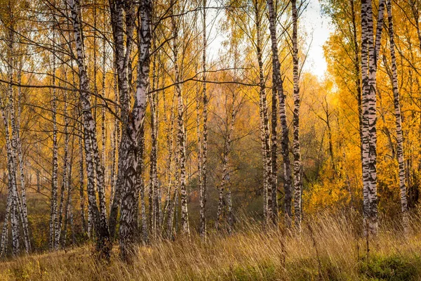 Birch Ormanı güneşli bir altın sonbahar gününde. — Stok fotoğraf