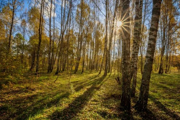 Березовый лес в ясный осенний день . — стоковое фото