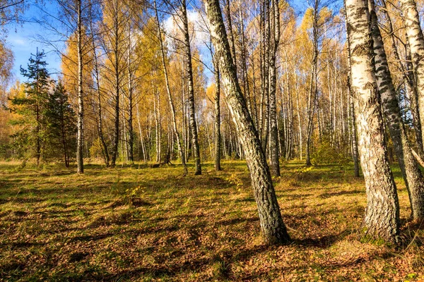 Las brzozowy w pogodny jesienny dzień. — Zdjęcie stockowe