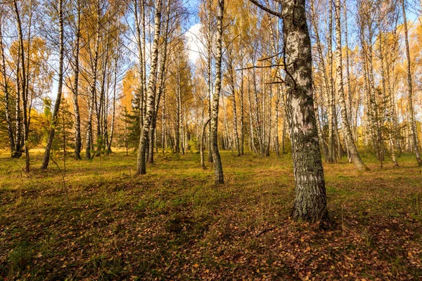 Ліс Бірш у ясний осінній день.. — стокове фото
