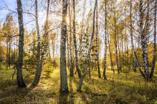Nyírfa erdő egy tiszta őszi napon. — Stock Fotó