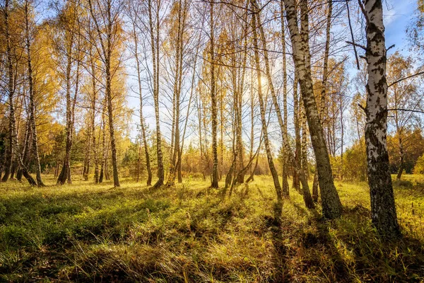 Nyírfa erdő egy tiszta őszi napon. — Stock Fotó