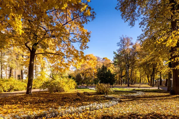 Folha cair no parque no outono dia ensolarado com árvores douradas . — Fotografia de Stock