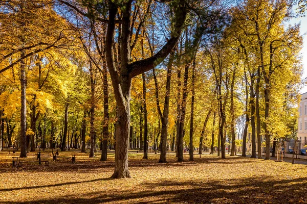 Laubfall im Park an einem sonnigen Herbsttag mit goldenen Bäumen. — Stockfoto