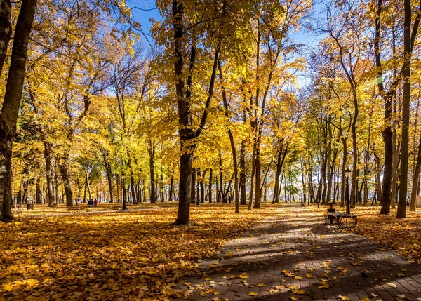 Caída de hojas en el parque en otoño día soleado con árboles dorados . — Foto de Stock