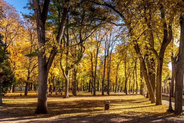 Folha cair no parque no outono dia ensolarado com árvores douradas . — Fotografia de Stock