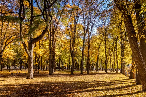 Caída de hojas en el parque en otoño día soleado con árboles dorados . — Foto de Stock