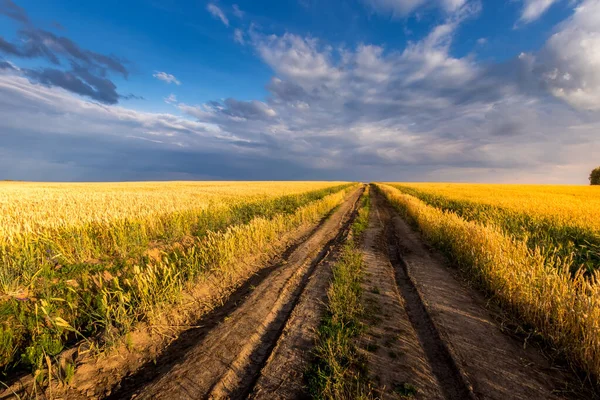 Fält med unga gyllene vete eller råg på sommaren solig dag med molnig himmel. — Stockfoto