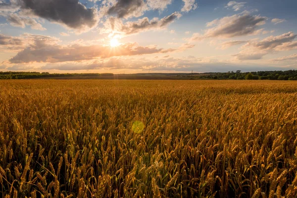 Закат на поле с молодой золотой пшеницей или ржаным хлебом с облачным небом . — стоковое фото