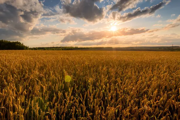 Puesta de sol en el campo con trigo dorado joven o centeno con cielo nublado . —  Fotos de Stock