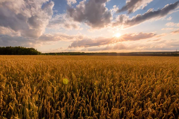 Закат на поле с молодой золотой пшеницей или ржаным хлебом с облачным небом . — стоковое фото