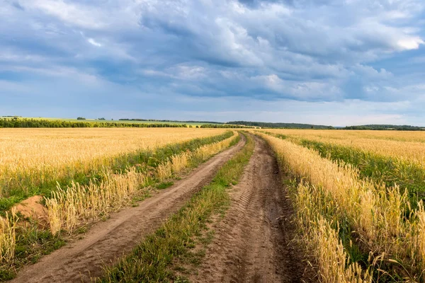 Campo con trigo dorado joven o centeno en verano día soleado con cielo nublado . —  Fotos de Stock