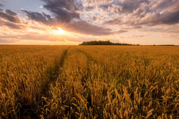 Puesta de sol en el campo con trigo dorado joven o centeno con cielo nublado . —  Fotos de Stock