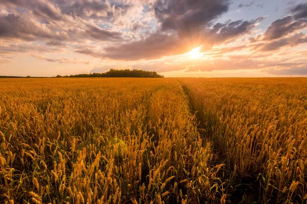 Puesta de sol en el campo con trigo dorado joven o centeno con cielo nublado . —  Fotos de Stock