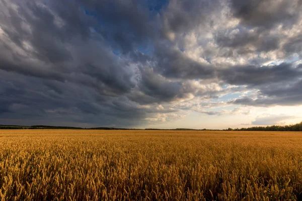 Campo con giovane grano dorato o segale in estate giornata di sole con cielo nuvoloso . — Foto Stock