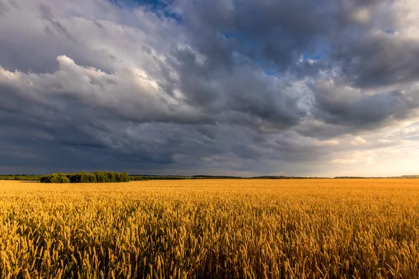 Πεδίο με νεαρό χρυσό σιτάρι ή σίκαλη το καλοκαίρι ηλιόλουστη μέρα με συννεφιασμένο ουρανό. — Φωτογραφία Αρχείου