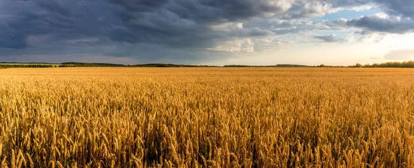 Fält med unga gyllene vete eller råg på sommaren solig dag med molnig himmel. — Stockfoto