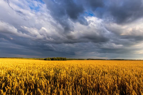 Поле з молодою золотою пшеницею або житом в літній сонячний день з хмарним небом . — стокове фото